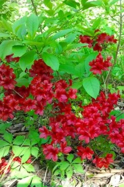 Midnight Flare Azalea - 3 Gallon Pot -FruitTree Store azalea midnight flare 22 1