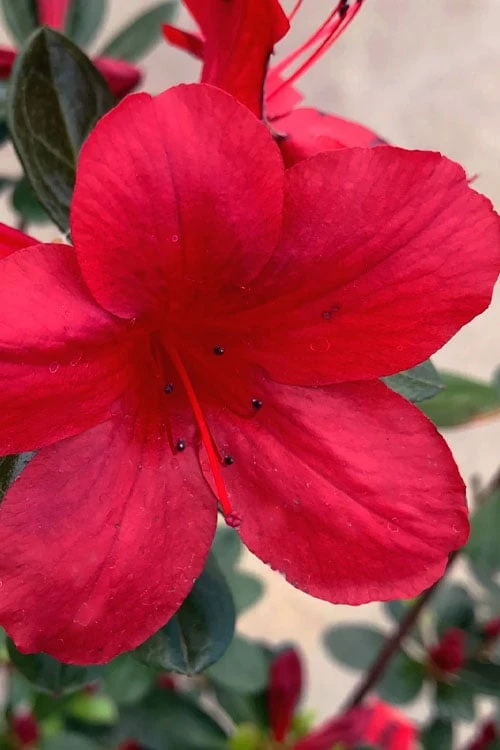 Midnight Flare Azalea - 2 Gallon Pot 3 Midnight Flare Azalea - 2 Gallon Pot