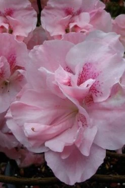 Nancy Of Robin Hill Azalea - 3 Gallon Pot -FruitTree Store azalea nancy at robin hill 1