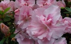 Nancy Of Robin Hill Azalea - 2 Gallon Pot -FruitTree Store azalea nancy of robin hill 3 1