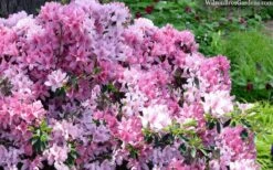 Northlake Beauty Azalea - 1 Gallon Pot 9 Northlake Beauty Azalea - 1 Gallon Pot -FruitTree Store azalea northlake beauty 13