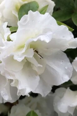 Perfecto Mundo Double White Reblooming Azalea - 2 Gallon Pot 13 Perfecto Mundo Double White Reblooming Azalea - 2 Gallon Pot -FruitTree Store azalea perfecto mondo double white 1