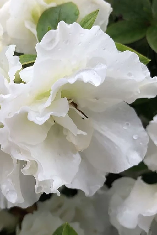 Perfecto Mundo Double White Reblooming Azalea - 2 Gallon Pot 8 Perfecto Mundo Double White Reblooming Azalea - 2 Gallon Pot - Image 6