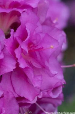 Perfecto Mundo Double Purple Reblooming Azalea - 2 Gallon Pot -FruitTree Store azalea perfecto mondo double20purple 1 2