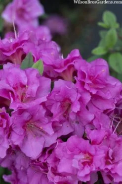 Perfecto Mundo Double Purple Reblooming Azalea - 2 Gallon Pot -FruitTree Store azalea perfecto mondo double20purple 3 2