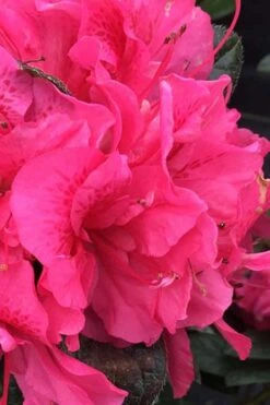 Perfecto Mundo Double Dark Pink Reblooming Azalea - 3 Gallon Pot -FruitTree Store azalea perfecto mundo double dark pink 1 1