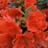 Perfecto Mundo Orange Azalea - 3 Gallon Pot 1 Perfecto Mundo Orange Azalea - 3 Gallon Pot -FruitTree Store azalea perfecto mundo double orange 500x750 1