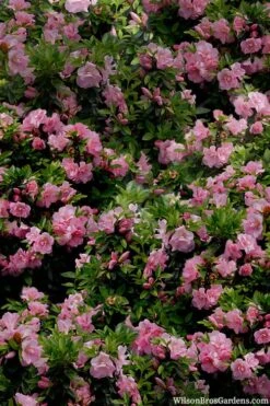 Perfecto Mundo Double Pink Reblooming Azalea - 2 Gallon Pot 12 Perfecto Mundo Double Pink Reblooming Azalea - 2 Gallon Pot -FruitTree Store azalea perfecto mundo double pink 1