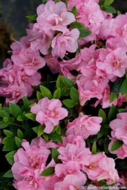 Perfecto Mundo Double Pink Reblooming Azalea - 2 Gallon Pot 13 Perfecto Mundo Double Pink Reblooming Azalea - 2 Gallon Pot -FruitTree Store azalea perfecto mundo double pink 2