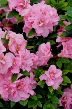 Perfecto Mundo Double Pink Reblooming Azalea - 2 Gallon Pot 11 Perfecto Mundo Double Pink Reblooming Azalea - 2 Gallon Pot -FruitTree Store azalea perfecto mundo double pink 4