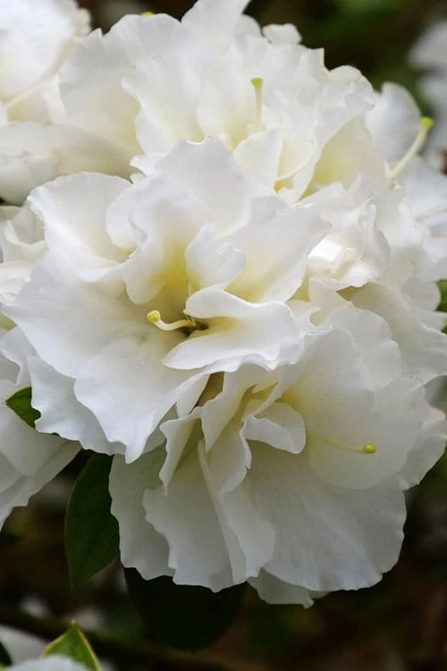 Perfecto Mundo Double White Reblooming Azalea - 2 Gallon Pot 3 Perfecto Mundo Double White Reblooming Azalea - 2 Gallon Pot