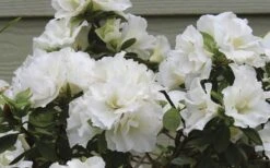 Perfecto Mundo Double White Reblooming Azalea - 2 Gallon Pot 11 Perfecto Mundo Double White Reblooming Azalea - 2 Gallon Pot -FruitTree Store azalea perfecto mundo double white 9