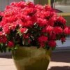 Perfecto Mundo Red Reblooming Azalea - 2 Gallon Pot -FruitTree Store azalea perfecto mundo red 3
