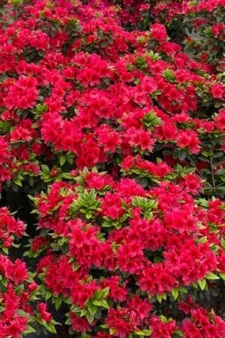 Perfecto Mundo Red Reblooming Azalea - 2 Gallon Pot -FruitTree Store azalea perfecto mundo red 5