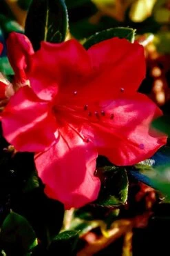 Perfecto Mundo Red Reblooming Azalea - 2 Gallon Pot -FruitTree Store azalea perfecto mundo red 6