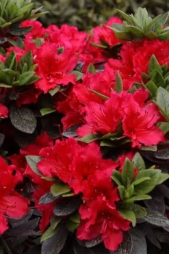 Perfecto Mundo Red Reblooming Azalea - 2 Gallon Pot -FruitTree Store azalea perfecto mundo red 8