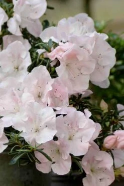 Tsuki No Shimo Satsuki Azalea - 3 Gallon Pot 19 Tsuki No Shimo Satsuki Azalea - 3 Gallon Pot -FruitTree Store azalea satsuki tsuki no shimo 100