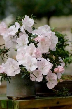 Tsuki No Shimo Satsuki Azalea - 3 Gallon Pot 23 Tsuki No Shimo Satsuki Azalea - 3 Gallon Pot -FruitTree Store azalea satsuki tsuki no shimo 101