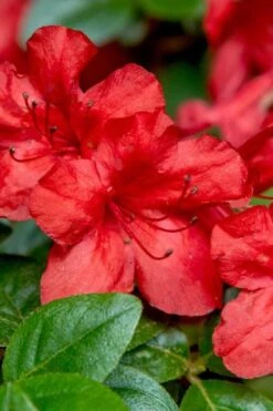 Stewartstonian Azalea - 1 Gallon Pot 14 Stewartstonian Azalea - 1 Gallon Pot -FruitTree Store azalea stewartstonian 2