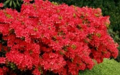 Stewartstonian Azalea - 1 Gallon Pot 17 Stewartstonian Azalea - 1 Gallon Pot -FruitTree Store azalea stewartstonian 3