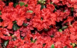 Stewartstonian Azalea - 1 Gallon Pot 19 Stewartstonian Azalea - 1 Gallon Pot -FruitTree Store azalea stewartstonian 4