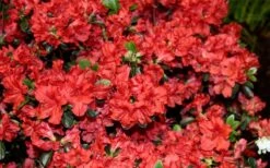 Stewartstonian Azalea - 1 Gallon Pot 18 Stewartstonian Azalea - 1 Gallon Pot -FruitTree Store azalea stewartstonian 6