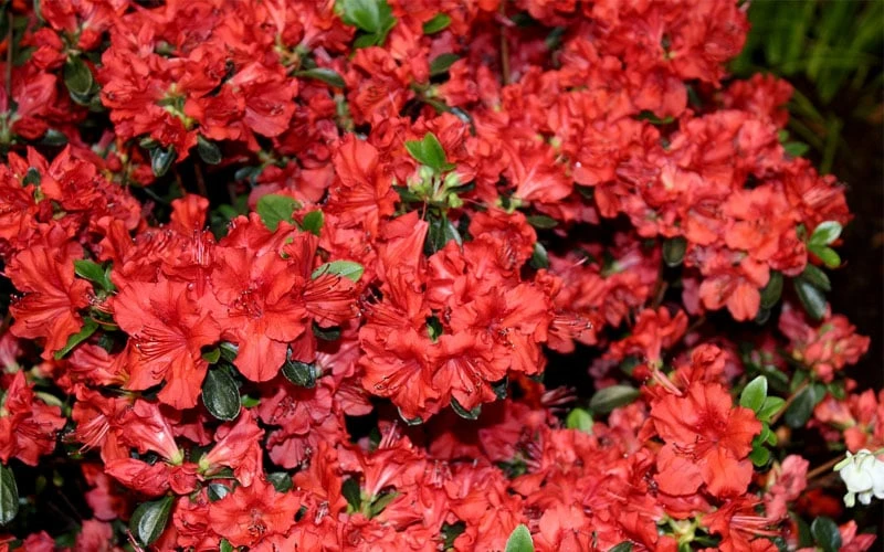 Stewartstonian Azalea - 1 Gallon Pot 10 Stewartstonian Azalea - 1 Gallon Pot - Image 8
