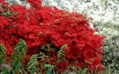 Stewartstonian Azalea - 1 Gallon Pot 15 Stewartstonian Azalea - 1 Gallon Pot -FruitTree Store azalea stewartstonian 7