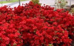 Stewartstonian Azalea - 1 Gallon Pot 16 Stewartstonian Azalea - 1 Gallon Pot -FruitTree Store azalea stewartstonian 8