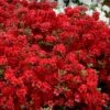 Stewartstonian Azalea - 1 Gallon Pot 2 Stewartstonian Azalea - 1 Gallon Pot -FruitTree Store azalea stewartstonian 9