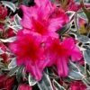 The Robe Azalea - 2 Gallon Pot -FruitTree Store azalea the robe 4