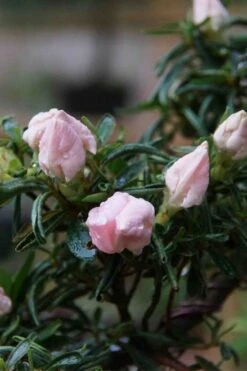 Tsuki No Shimo Satsuki Azalea - 3 Gallon Pot 22 Tsuki No Shimo Satsuki Azalea - 3 Gallon Pot -FruitTree Store azalea tsuki no shimo 2