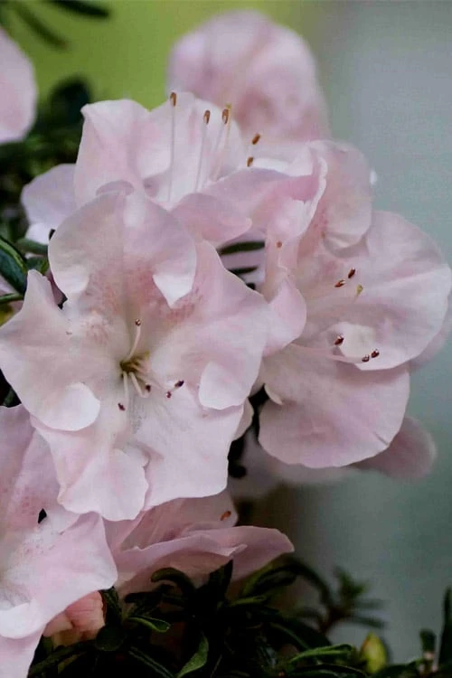 Tsuki No Shimo Satsuki Azalea - 3 Gallon Pot 6 Tsuki No Shimo Satsuki Azalea - 3 Gallon Pot - Image 4