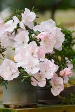 Tsuki No Shimo Satsuki Azalea - 3 Gallon Pot 20 Tsuki No Shimo Satsuki Azalea - 3 Gallon Pot -FruitTree Store azalea tsuki no shimo 6