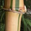 Golden Square Stem Bamboo (Chimonobambusa Quadrangularis 'Suow') - 5 Gallon Pot -FruitTree Store bamboo golden square stem 10 1