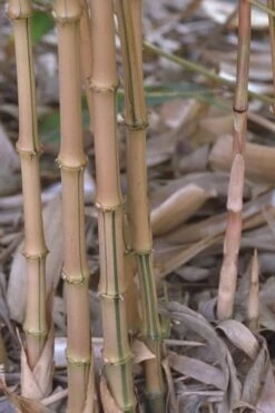 Golden Square Stem Bamboo (Chimonobambusa Quadrangularis 'Suow') - 5 Gallon Pot -FruitTree Store bamboo golden square stem 5 1