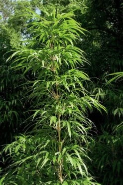 Golden Square Stem Bamboo (Chimonobambusa Quadrangularis 'Suow') - 3 Gallon Pot 15 Golden Square Stem Bamboo (Chimonobambusa Quadrangularis 'Suow') - 3 Gallon Pot -FruitTree Store bamboo golden square stem 6