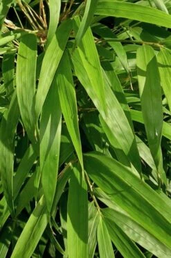 Golden Square Stem Bamboo (Chimonobambusa Quadrangularis 'Suow') - 5 Gallon Pot -FruitTree Store bamboo golden square stem 7 1