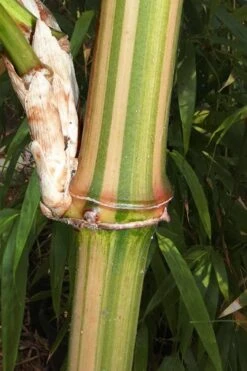 Golden Square Stem Bamboo (Chimonobambusa Quadrangularis 'Suow') - 5 Gallon Pot -FruitTree Store bamboo golden square stem 9 1