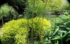 Dwarf Golden Leaf Bamboo - Pleioblastus Viridistriatus 'Chrysophyllus' - 3 Gallon Pot 9 Dwarf Golden Leaf Bamboo - Pleioblastus Viridistriatus 'Chrysophyllus' - 3 Gallon Pot -FruitTree Store bamboo green stripe 3 2