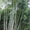 Black Stripe Bamboo - Phyllostachys Nigra Megurochiku - 3 Gallon Pot -FruitTree Store bamboo megurochiku10