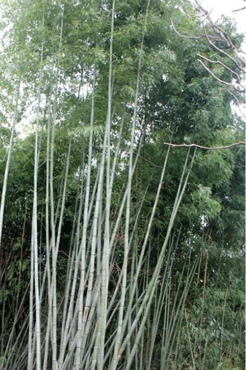 Black Stripe Bamboo - Phyllostachys Nigra Megurochiku - 3 Gallon Pot 3 Black Stripe Bamboo - Phyllostachys Nigra Megurochiku - 3 Gallon Pot
