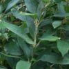 Ruscus Bamboo (Shibataea Kumasaca) - 1 Gallon Pot 2 Ruscus Bamboo (Shibataea Kumasaca) - 1 Gallon Pot -FruitTree Store bamboo ruscus 20