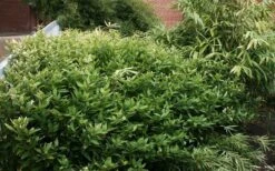 Ruscus Bamboo (Shibataea Kumasaca) - 1 Gallon Pot -FruitTree Store bamboo ruscus 21