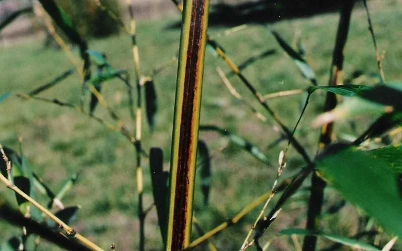 Black Stripe Bamboo - Phyllostachys Nigra Megurochiku - 3 Gallon Pot 6 Black Stripe Bamboo - Phyllostachys Nigra Megurochiku - 3 Gallon Pot - Image 4