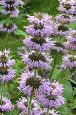 Downy Pagoda Plant (Blephilia Ciliata) - 1 Gallon Pot -FruitTree Store blephilia ciliata downy pagoda wood mint 4