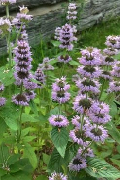 Downy Pagoda Plant (Blephilia Ciliata) - 1 Gallon Pot -FruitTree Store blephilia ciliata downy pagoda wood mint 5