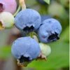 Alapaha Rabbiteye Blueberry - 3 Gallon Pot 2 Alapaha Rabbiteye Blueberry - 3 Gallon Pot -FruitTree Store blueberry alapaha 3