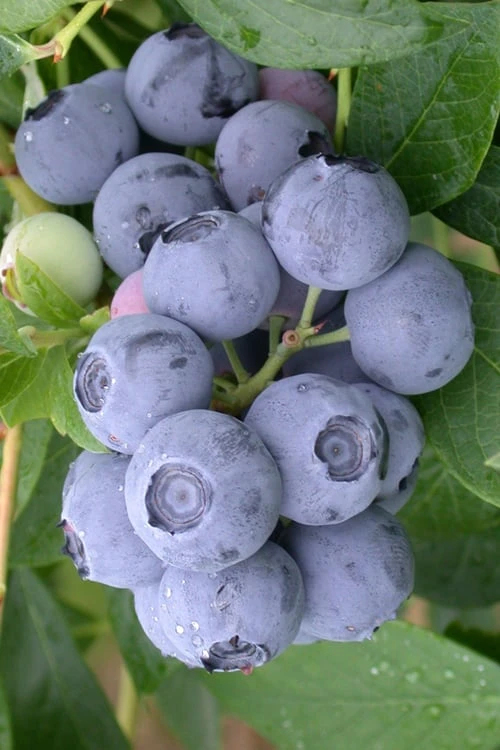 Northern Highbush Blueberry (Vaccinum Corymbosum) - 6 Pack Of 1 Gallon Pots 3 Northern Highbush Blueberry (Vaccinum Corymbosum) - 6 Pack Of 1 Gallon Pots