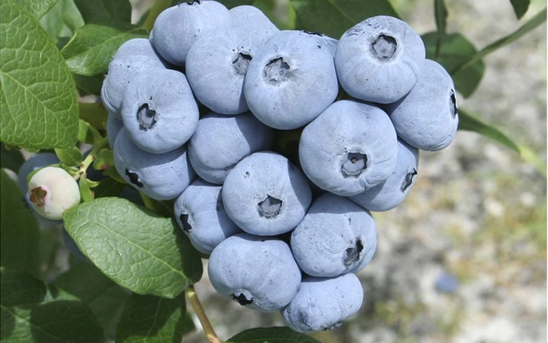 Northern Highbush Blueberry (Vaccinum Corymbosum) - 6 Pack Of 1 Gallon Pots 7 Northern Highbush Blueberry (Vaccinum Corymbosum) - 6 Pack Of 1 Gallon Pots - Image 5